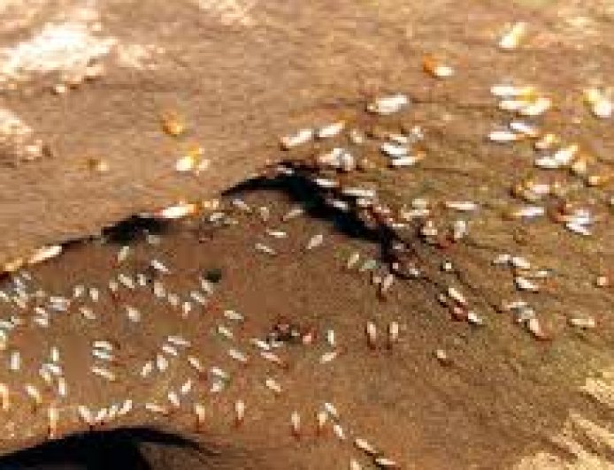 أصحاب المنازل المنهارة بسبب النمل الأبيض في إسنا يستغيثون: